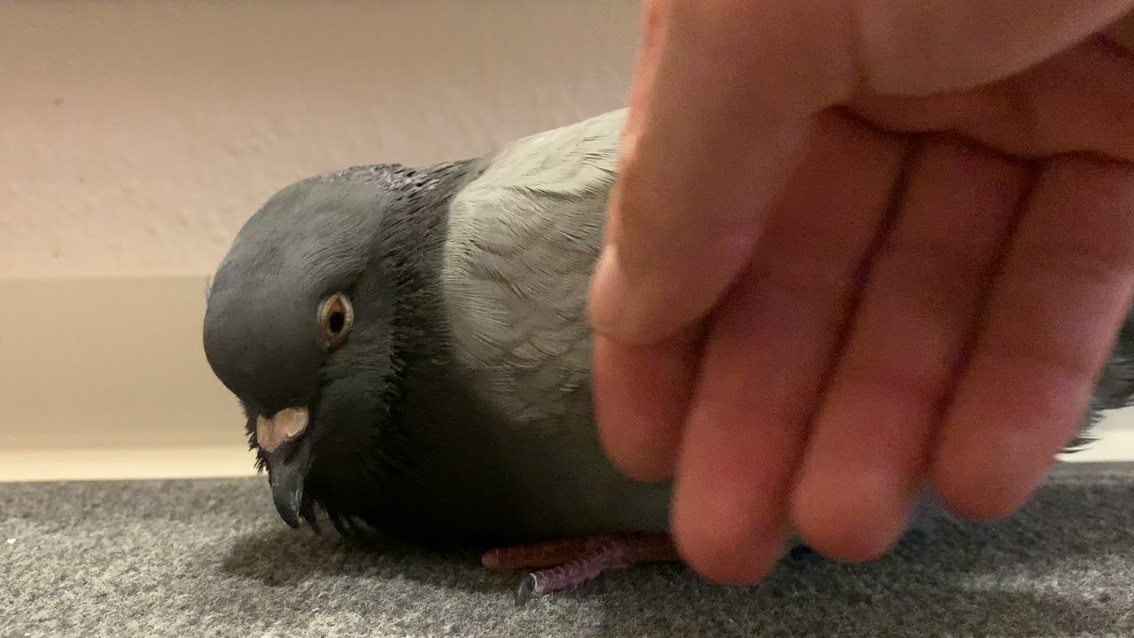 Pigeon is addicted to cuddles