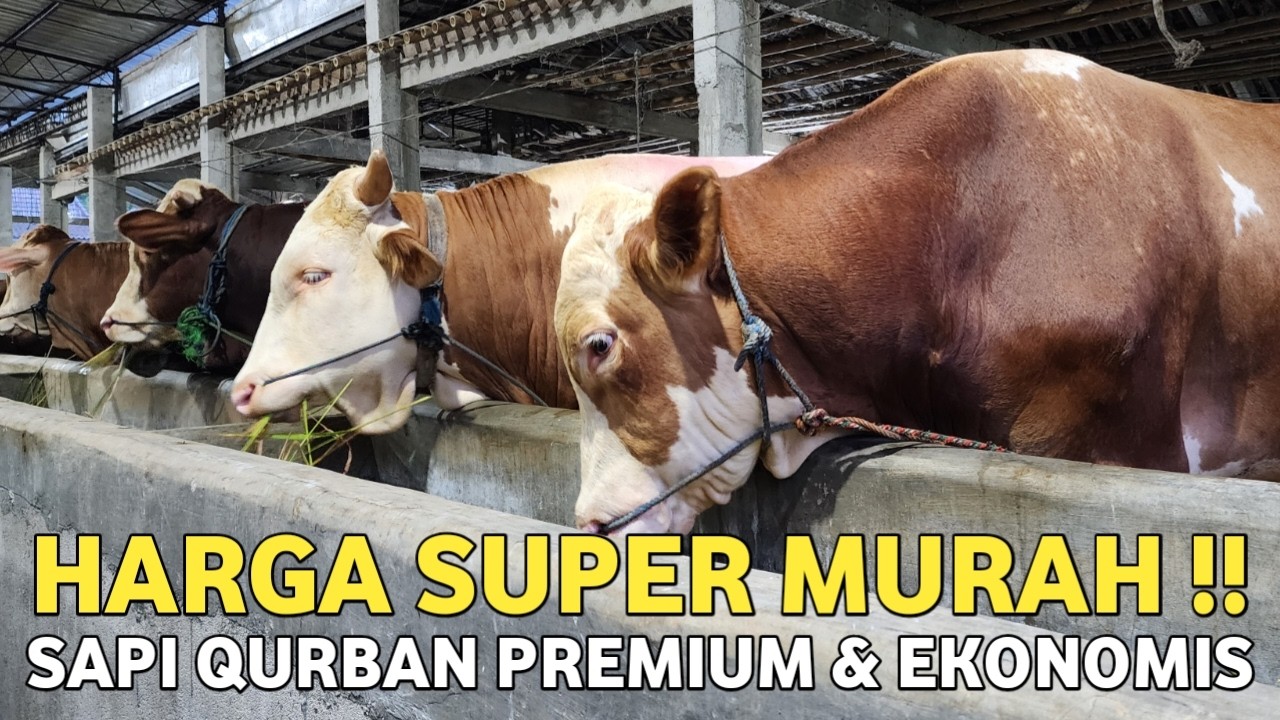 SAPI QURBAN JUMBO & EKONOMIS‼️HARGA SAPI BAKALAN QURBAN 2026 TERBARU