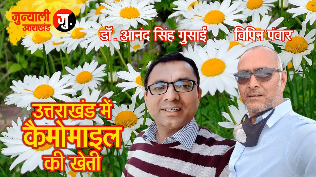 Chamomile Tea  ||  Chamomile Ki Kheti  ||  उत्तराखंड में कैमोमाइल की खेती