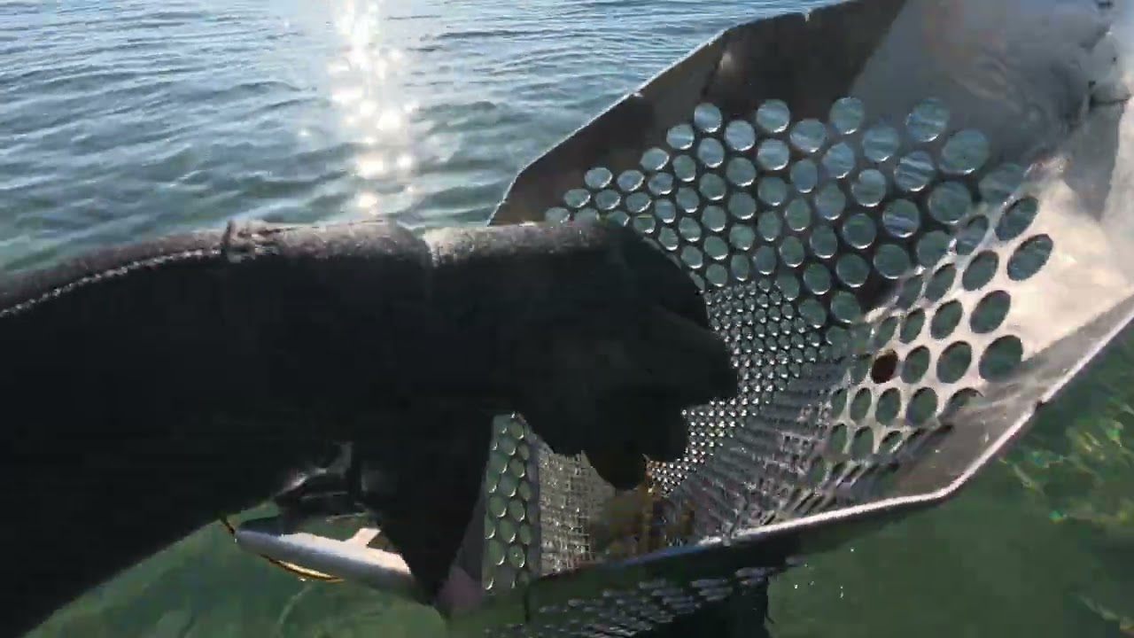 Sea metal detecting with Deus II, Ring in the scoop