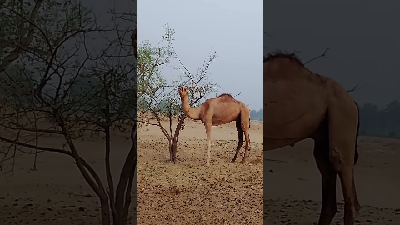 camel organelle voice real simple life Pakistani#Camel Peepal Life #shortvideo #youtubeshorts #