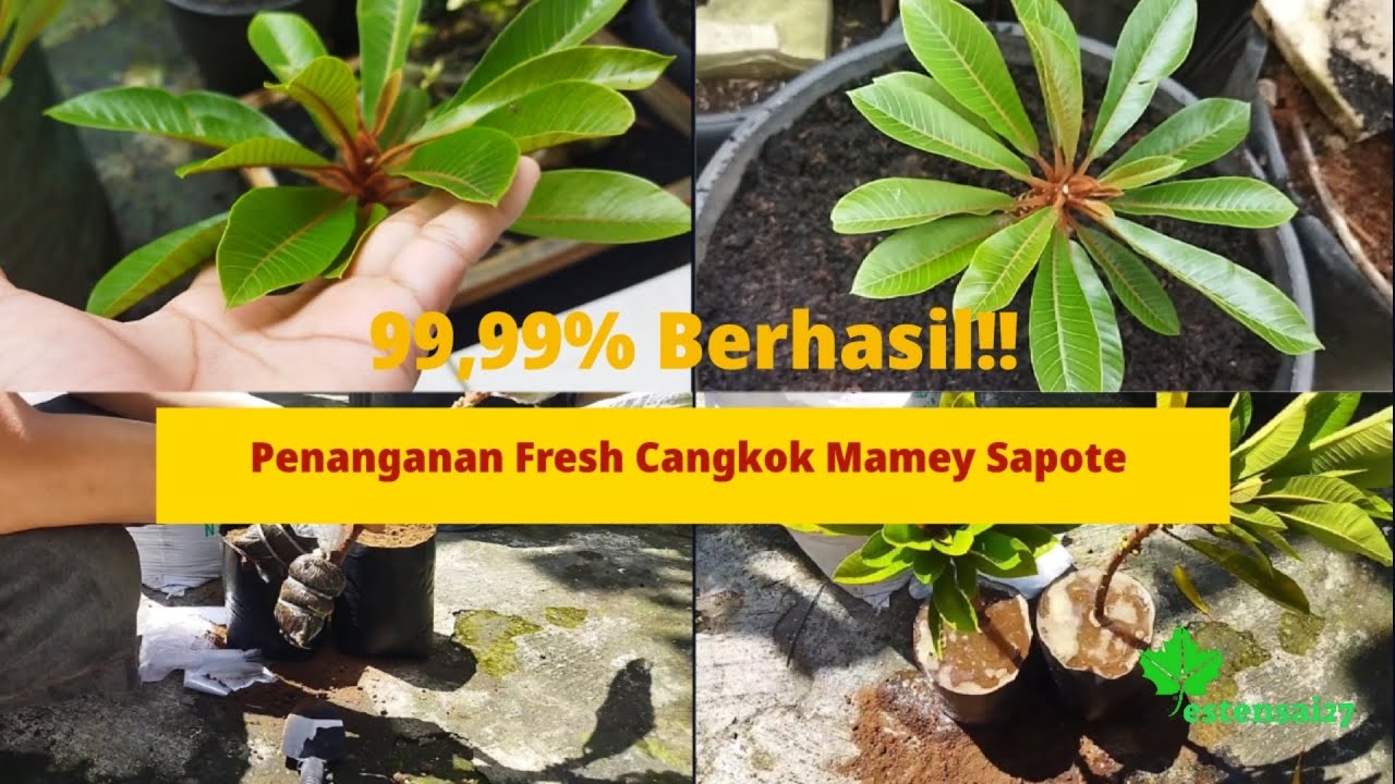 99,99% Berhasil!! Cara Menanam/ Penanganan Fresh Cangkok Mamey Sapote || Tonton Sampai Habis!