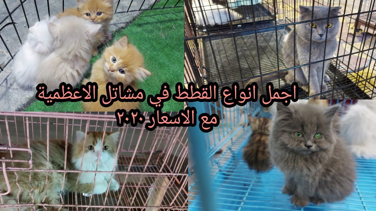 فلوك#مشاتل الاعظمية الجميلة اجمل انواع القطط اليوم الاحد 11 اكتوبر 2020
