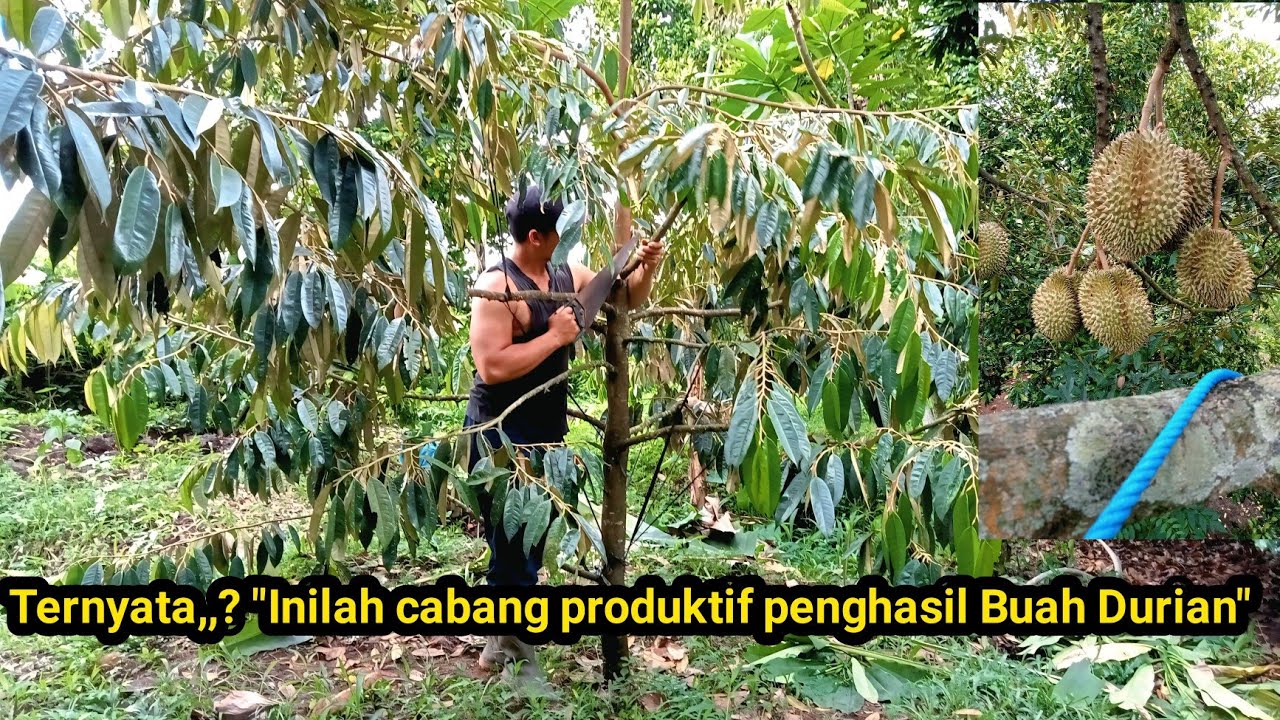 Cabang durian usia muda Besar panjang serta bisa hasilkan Buah .