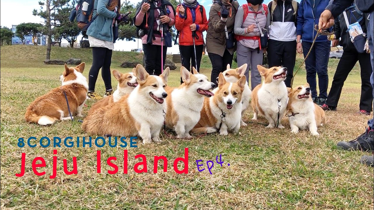 8코기들이 제주도에서 단체 관광객을 만났을때.. [제주 EP4] ㅣWhen 8 corgi met group tourists in Jeju Island...[Jeju EP4]