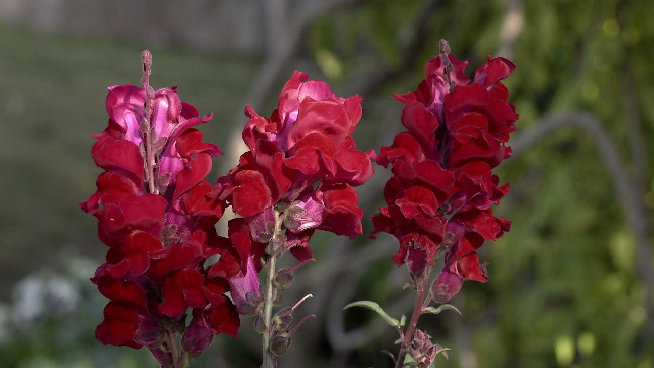 Canon Log xc15 test