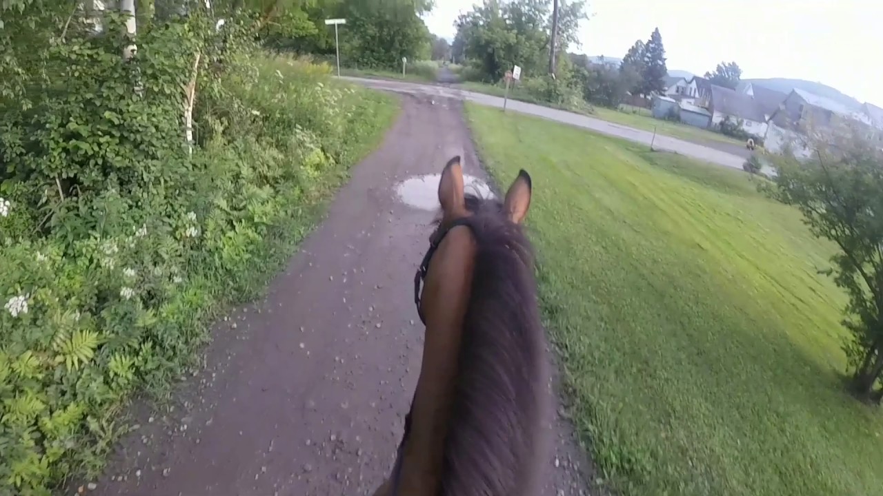 Gopro Horse Trail Ride