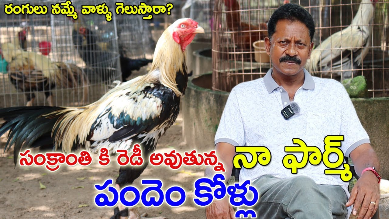 Bhimavaram Jathi Kollu | సంక్రాంతి కి రెడీ అవుతున్న పందెం పుంజులు | GP kolla Pempakam | Sankranthi
