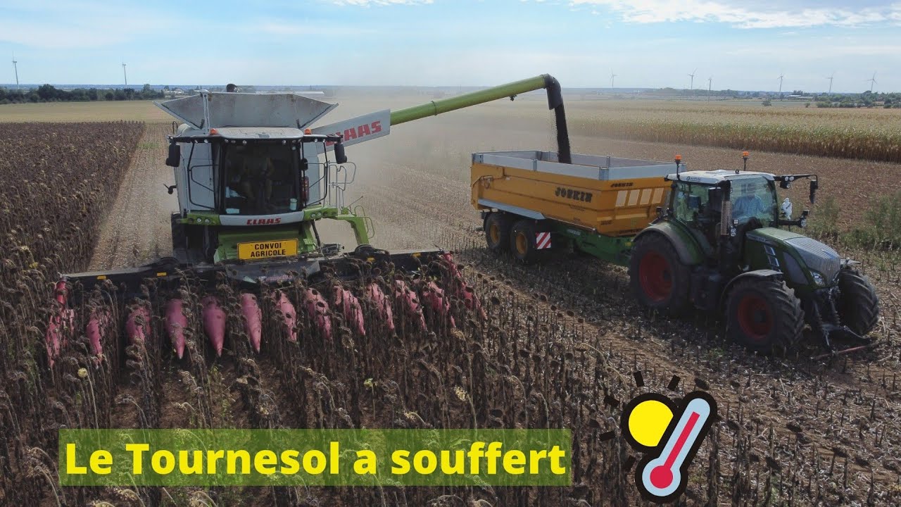 Big Moisson de Tournesols 2022🌻avec l'Eta Dupuis !! Claas Lexion 780 à chenilles !!