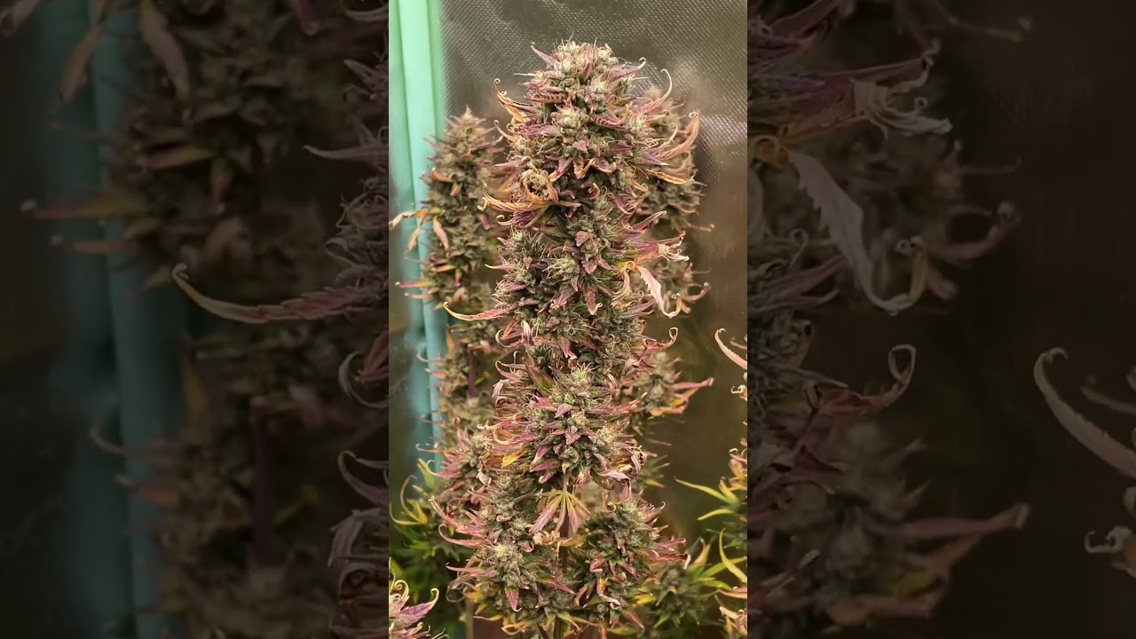 cannabis autoflower 🍁 pink rozay & red critical wk 12