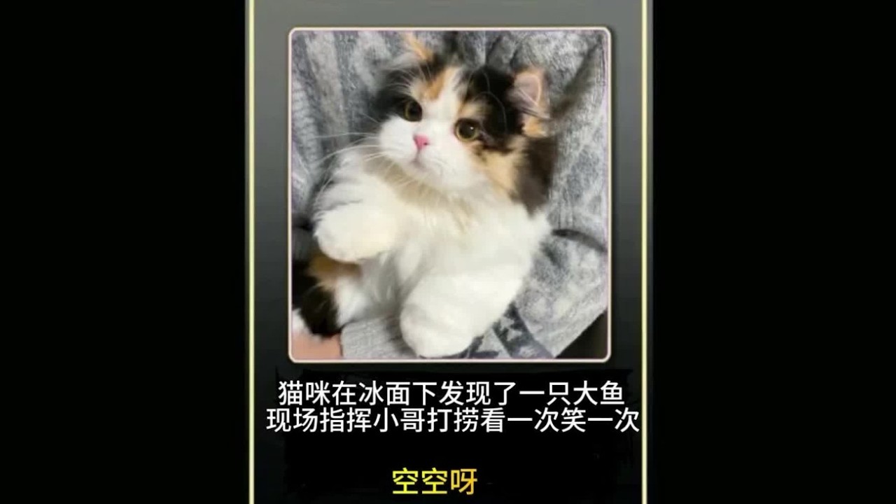 #流浪猫 #萌宠出道计划 #萌宠解说#流浪猫的故事