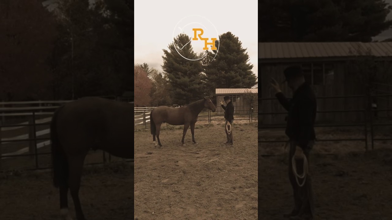 Natural Horsemanship program  I   Groundwork  |  Backing Up