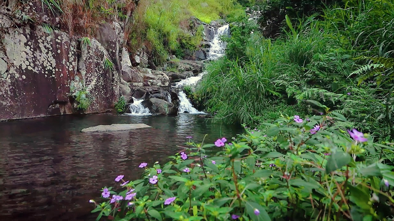 The Secret Cascades: Immersive Forest Atmosphere with Birds