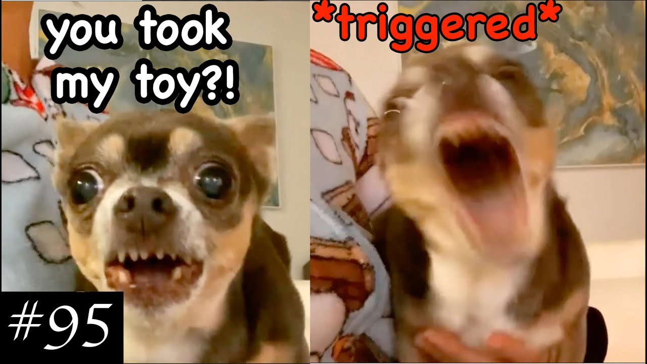 Angry Chihuahuas Compilation 😡🐶| We Still Love Them