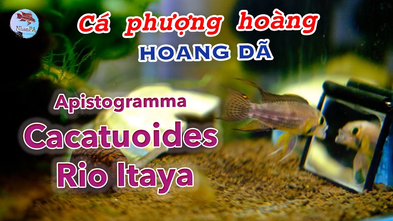 Apistogramma Cacatuoides Rio Itaya | Cá phượng hoàng hoang dã