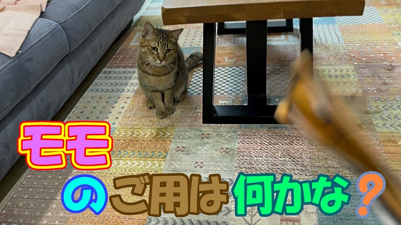 モモと毎日遊びます！