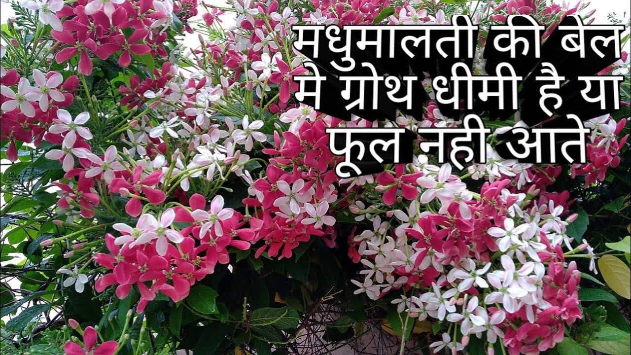 मधुमालती की देखभाल कैसे करे।अधिक फूल पाने का राज।how to get flowers on madhumalti Rangoon creeper.