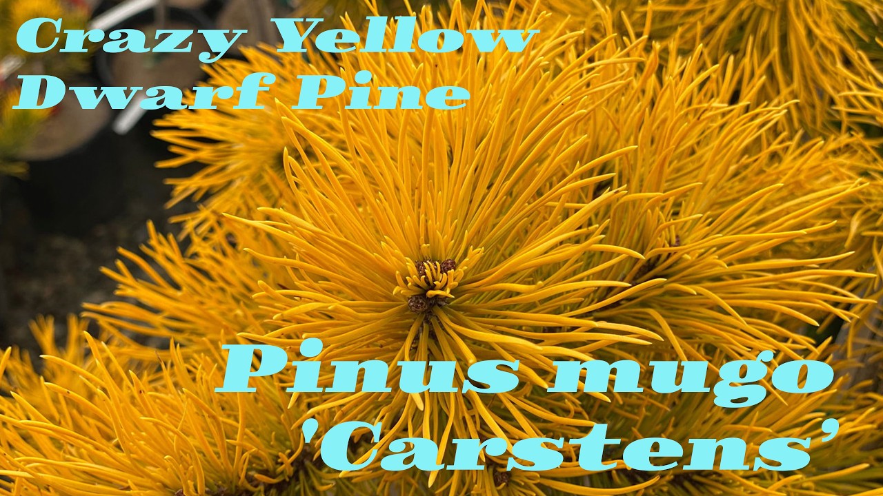 Carsten's Winter Gold Pine – A Stunning Yellow Pinus Mugo Conifer for Winter Interest!