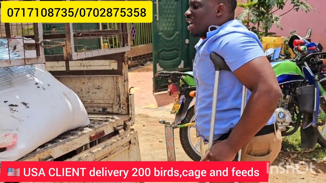 DELIVERY OF 200BIRDS ,ORIGINAL CAGE AND FEEDS TO MY 🇺🇸 USA CLIENT AT SYIKIMAU 0717108735/0702875358
