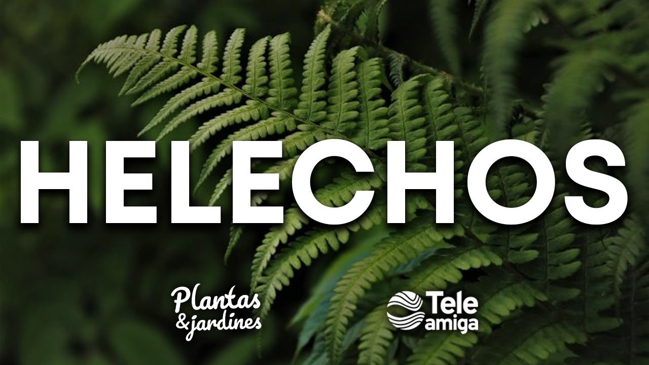 HELECHOS ÚNICOS - Plantas y Jardines en Teleamiga