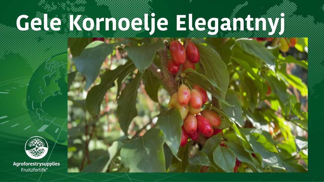 Gele Kornoelje Elegantnyj