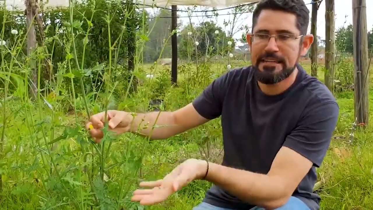 DENTE-DE-LEÃO: Descubra Como Identificar essa planta de Forma Segura!