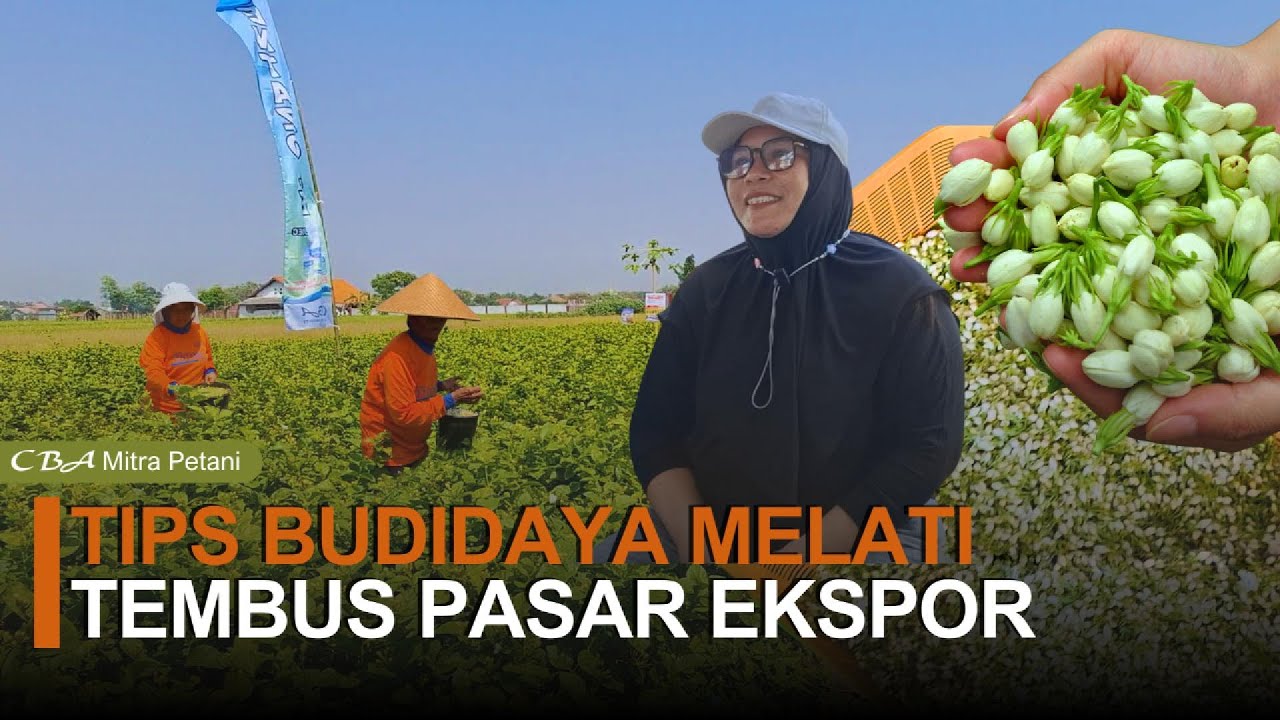 Jurus Sukses Budidaya Melati Ekspor Auto Untung Besar