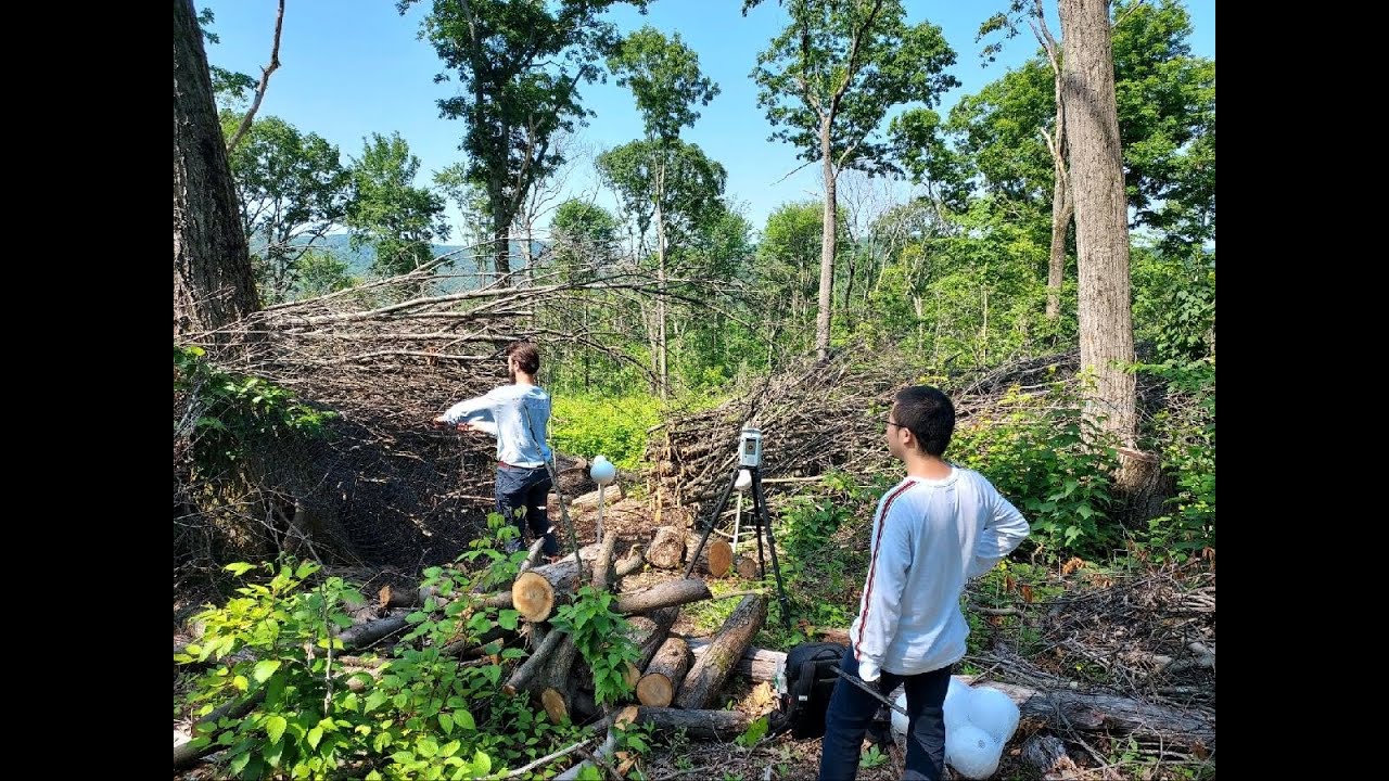 Northeastern Slash Walls: Response of Vegetation to the Exclusion of Deer