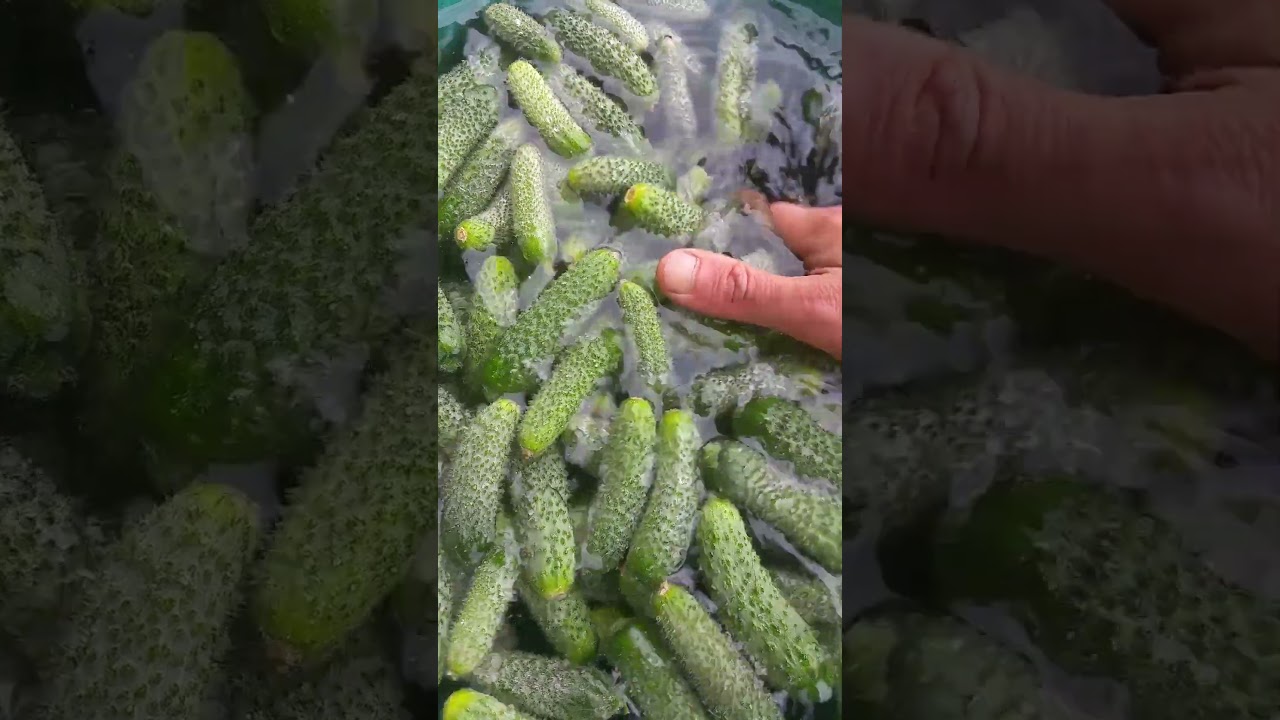 Испортили 30 кг огурцов. #harvestgarden