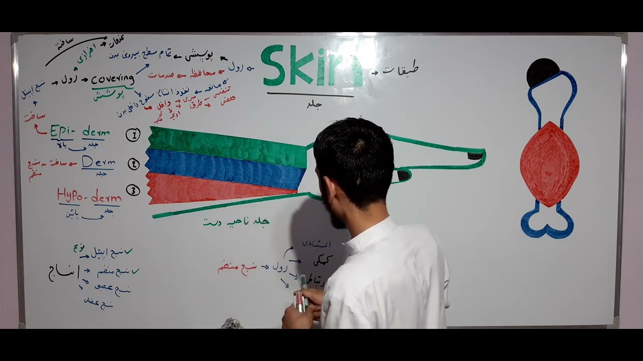 جلد یا skin درس (4)
