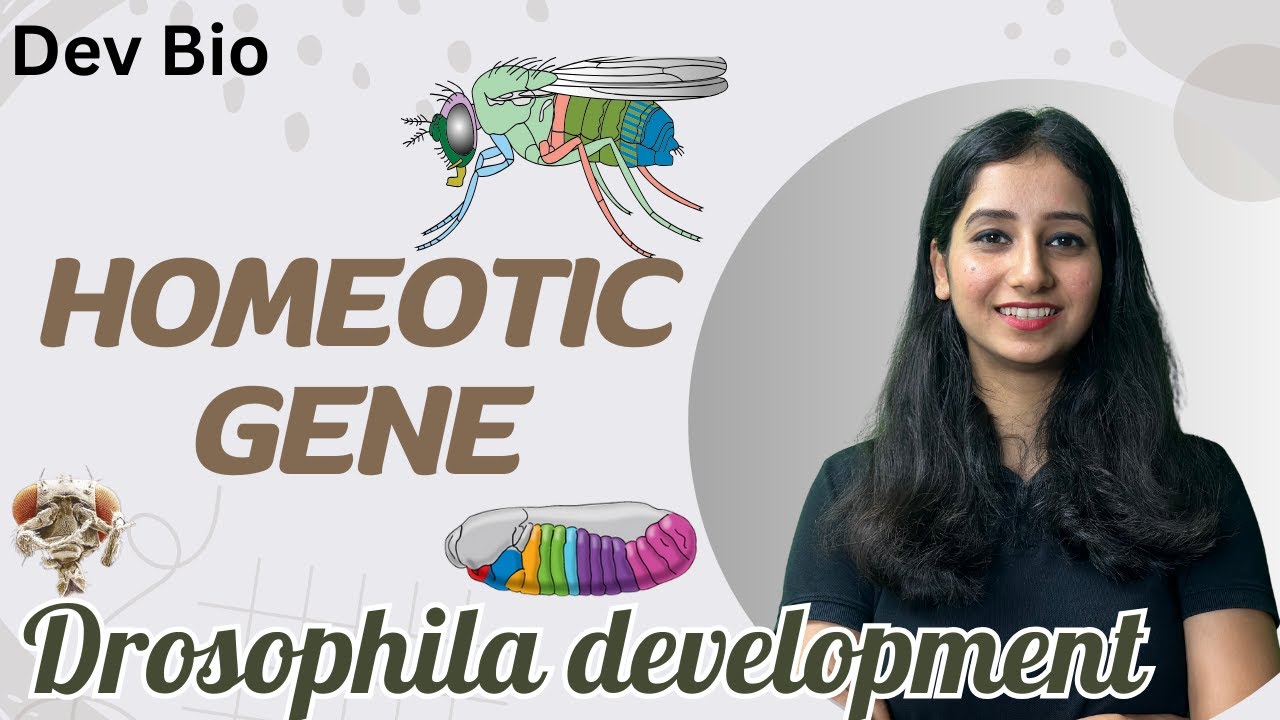 Homeotic Gene I Drosophila Development I Hox Box I Detail Explanation  with PYQ I Bansal Biology