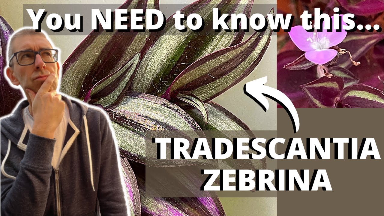 Tradescantia Zebrina - many people get this wrong!