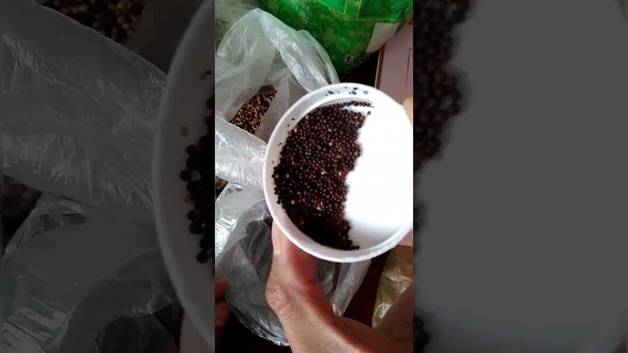 Celo en Canarios remedio natural y casero, (Semilla de mostaza y hojas de rábano) 🙋🏻‍♂️🤓🥰🐦🇲🇽
