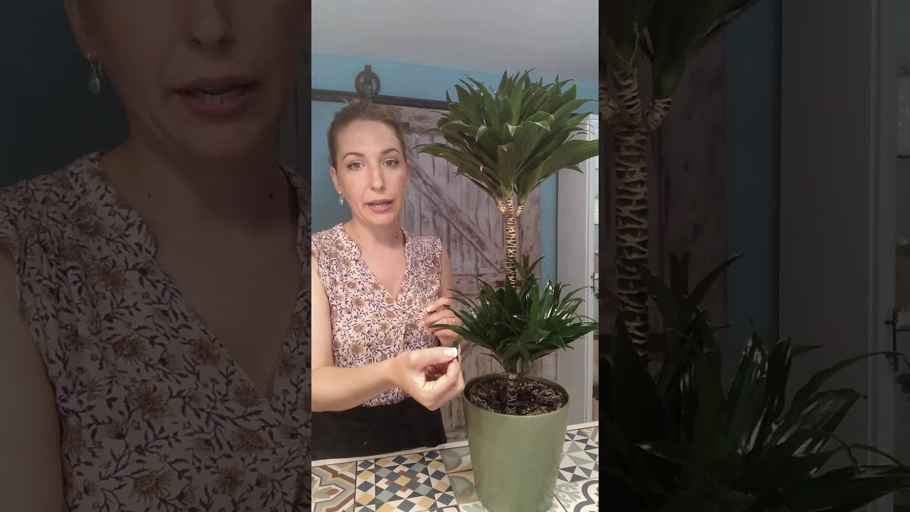 Dracaena Compacta