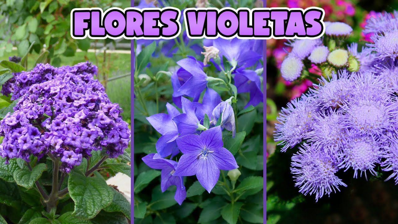 10 PLANTAS con FLORES VIOLETAS muy DECORATIVAS