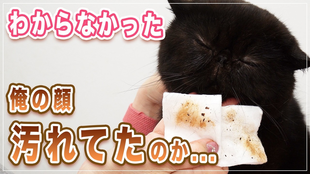 【ギャオス】黒猫の顔をちょっと拭いただけでこんなに汚れてた！ペチャンコ顔の猫はこう洗え！！黒猫+ピンク頭巾が可愛すぎる【エキゾチック】