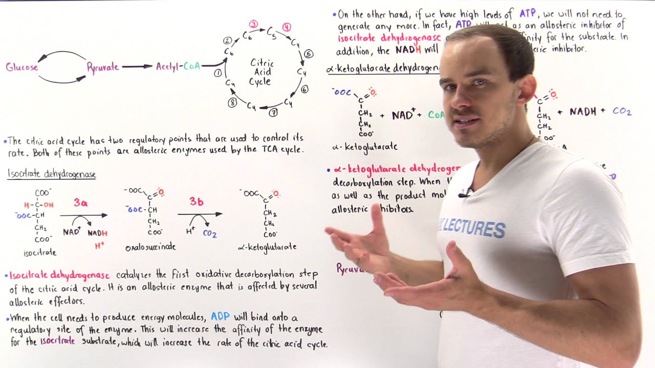 Regulation of Citric Acid Cycle