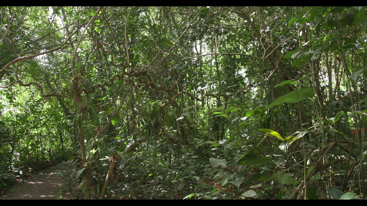 Monkey Vine and a Path in the Rain Forest