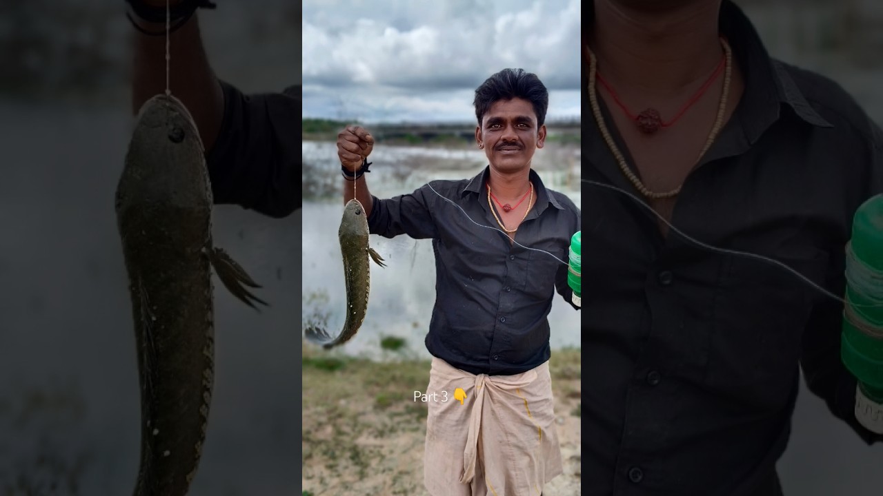 murrel fish catching in tamil | snakehead murrel Fish catching Part 2 #trending#fishing #shortsvideo