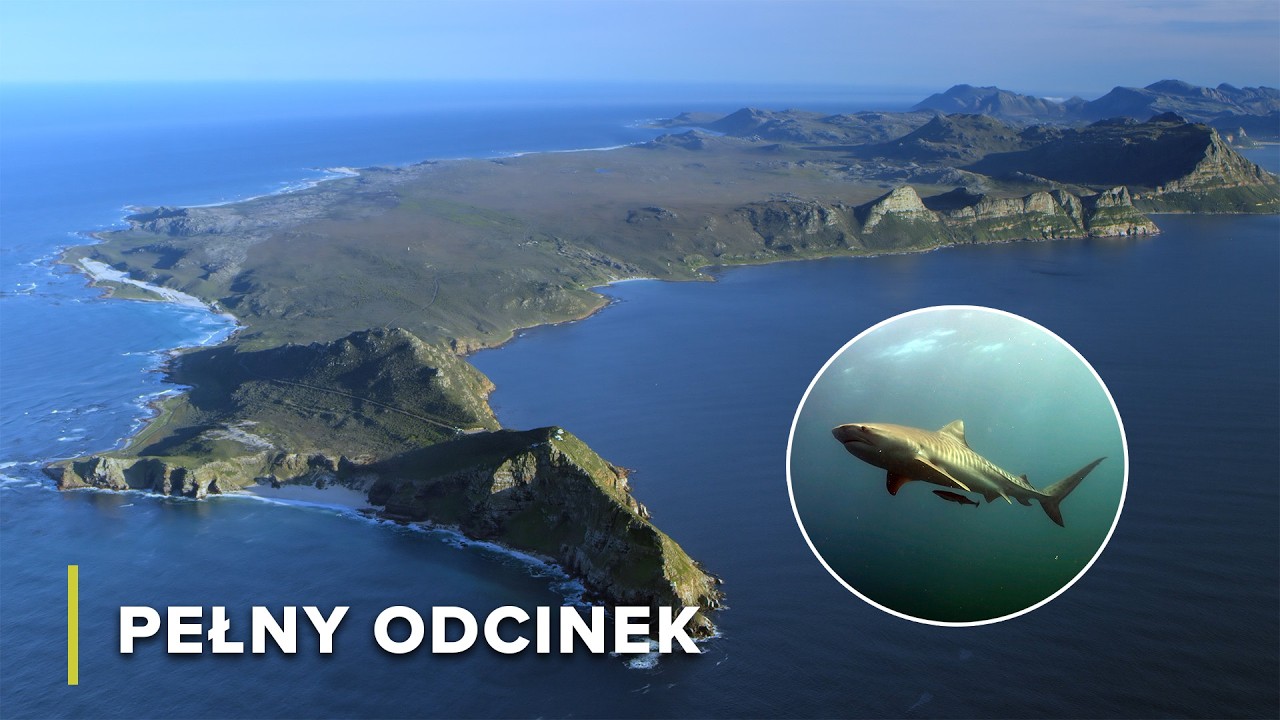 Rekiny Afryki Południowej: Ewolucja, Strach i Koegzystencja | Szpony i szczęki Afryki 103