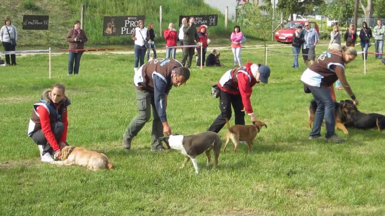 Ebulo kutyaiskola tükörmódszer - Ajka, II. kutyás családi nap