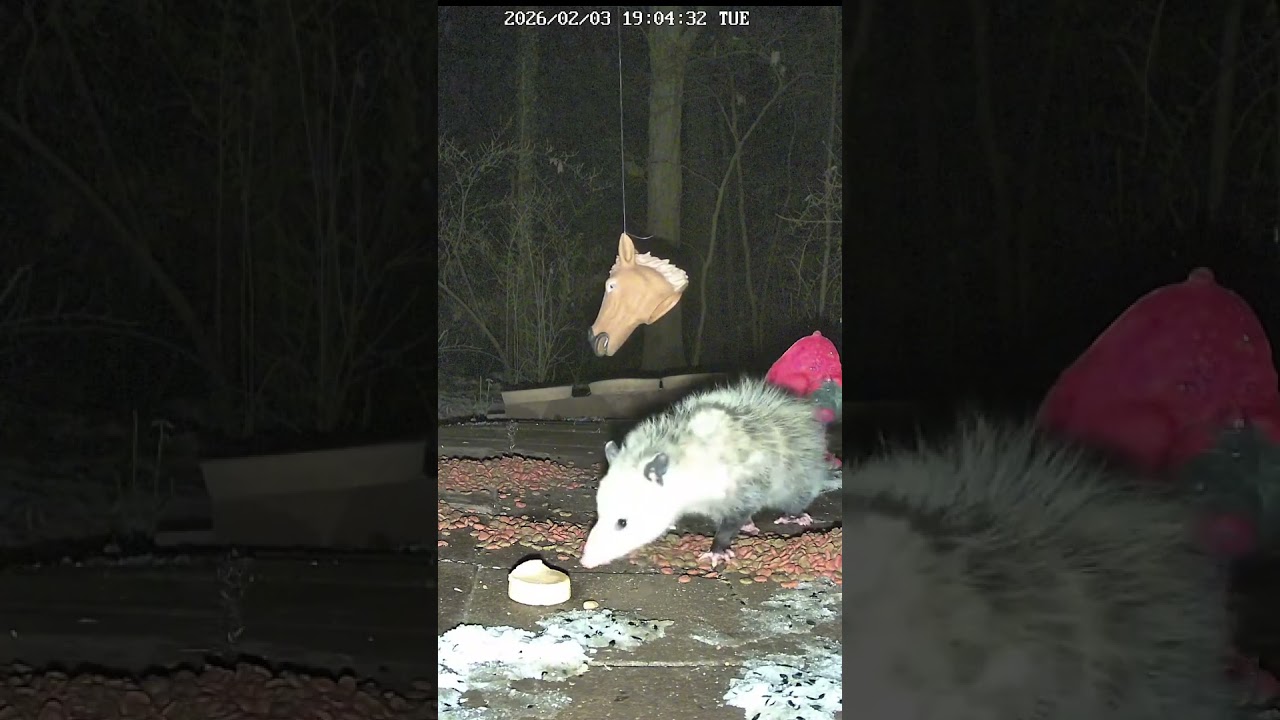 Opossum eating a lobster and crab pate 