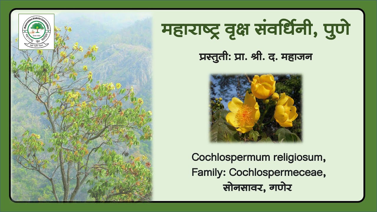 2] सोनसावर (Cochlospermum religiosum)