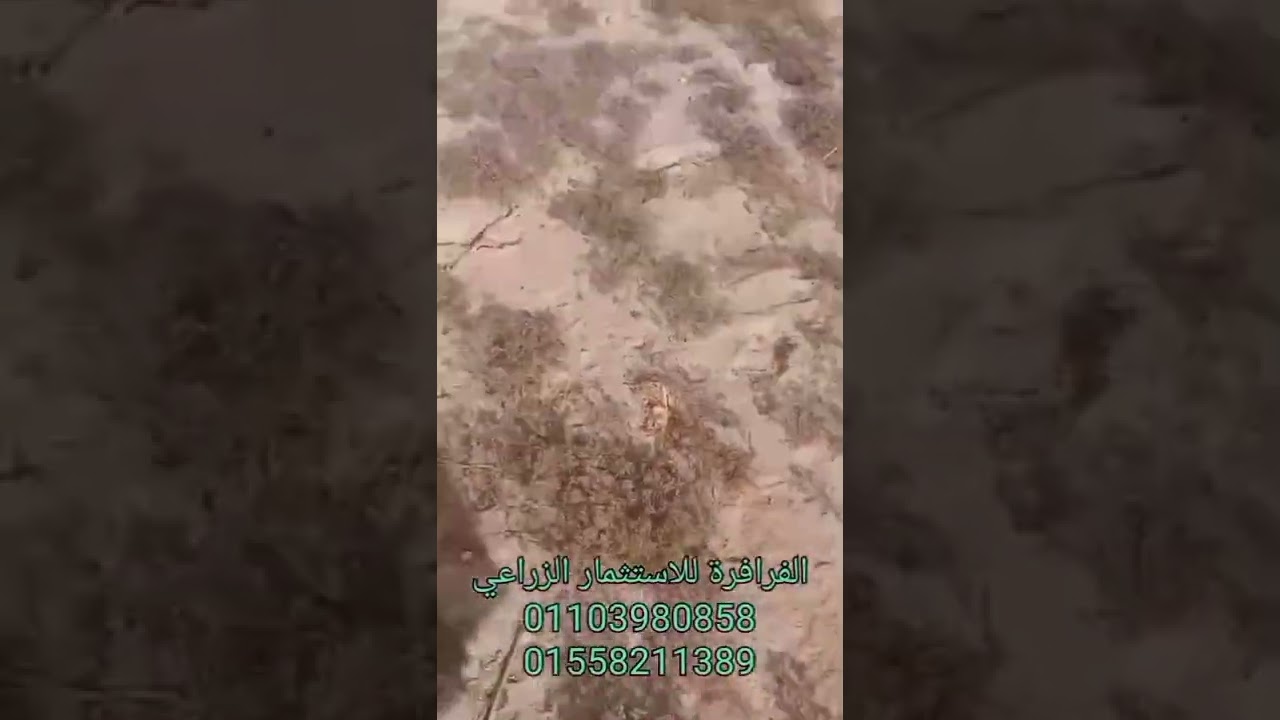 زراعة الكمون في الفرافرة ... سر الصنعة ...