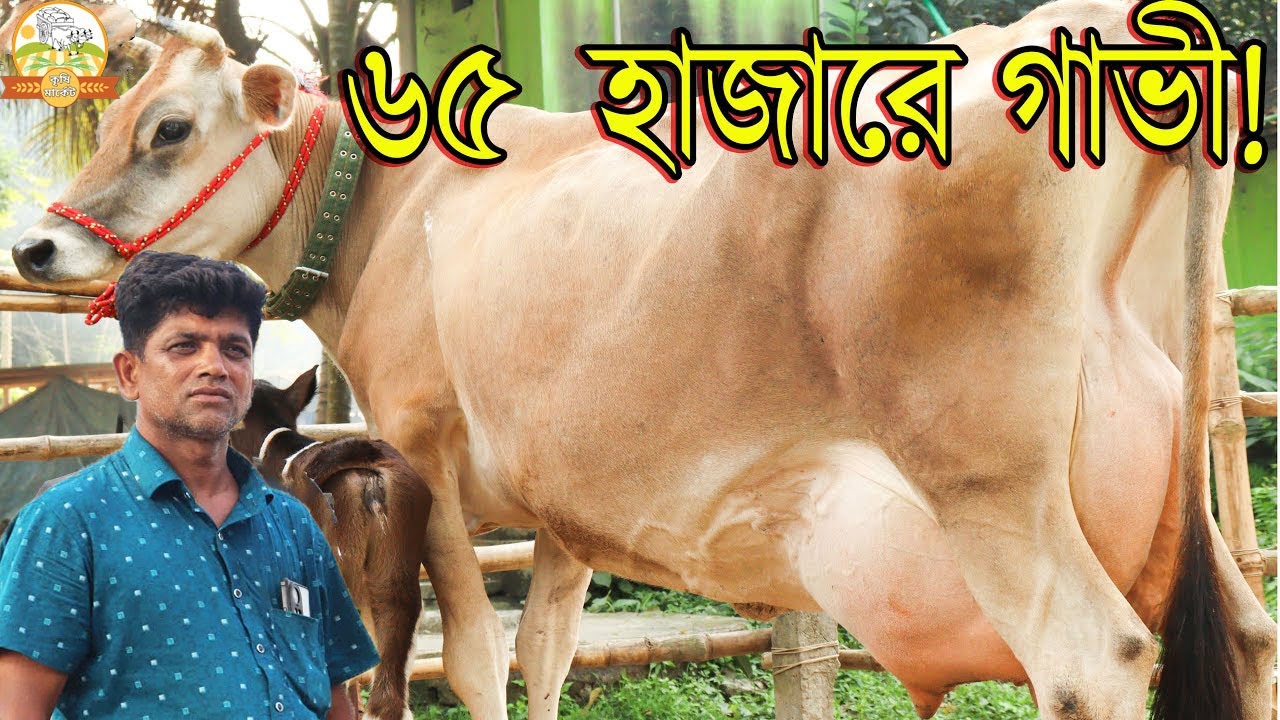 মাত্র ৬৫ হাজারে বাচ্চাসহ দুধের জার্সি মুন্ডি । গরীব ও প্রবাসীদের জন্য ধামাকা অফার জাকির ভাইয়ের