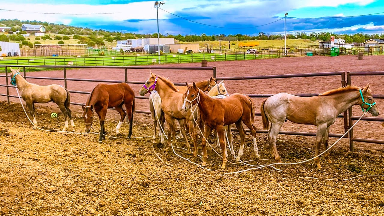 Meet the NEW FOALS!!