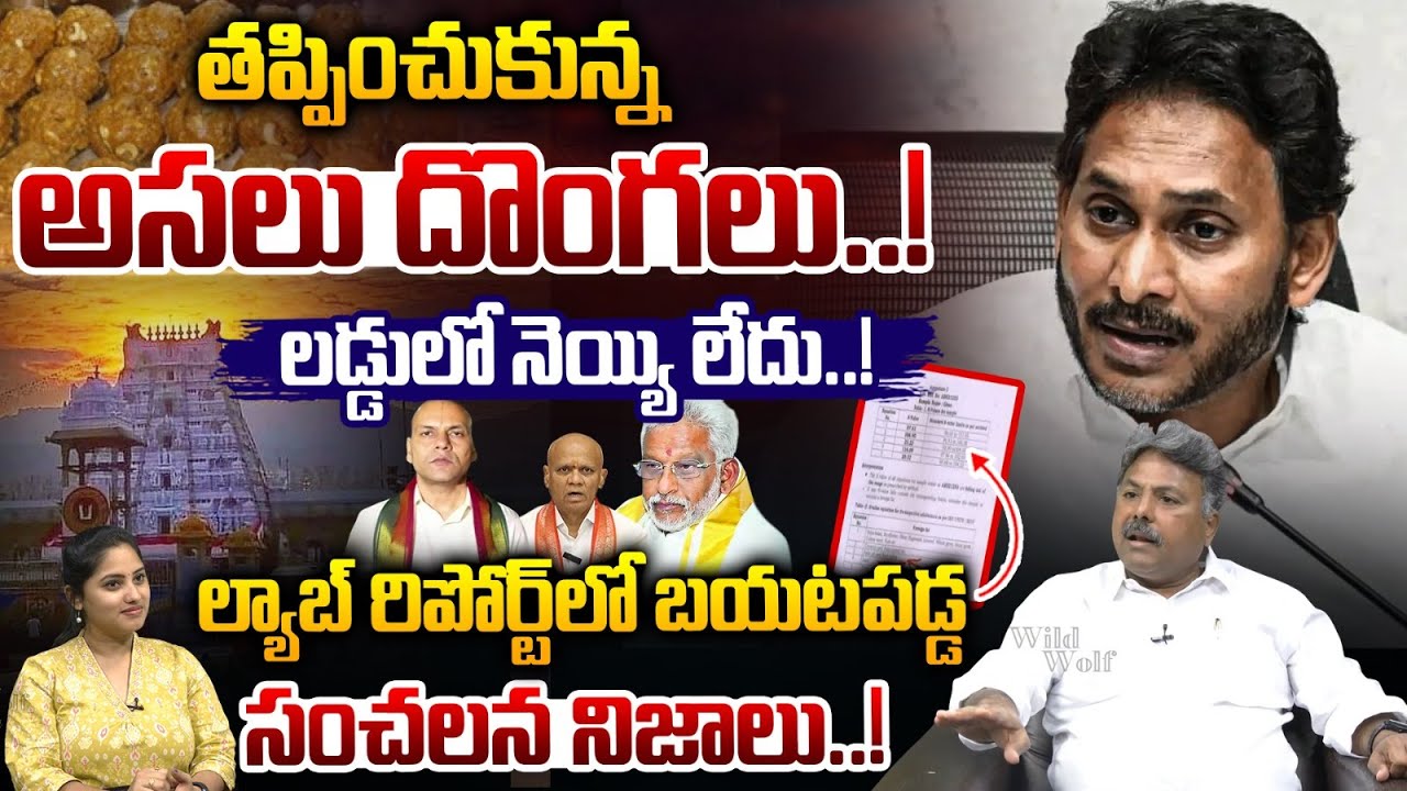 SIT Report On TTD Laddu Case : టీటీడీ కల్తీ నెయ్యి కేసులో తప్పించుకున్న అసలు దొంగలు | Wild Wolf Taja