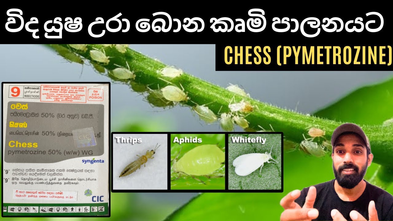 18.වගාවේ විද යුෂ උරා බොන කෘමීන් පාලනයට යොදන සංස්ථානික කෘමි නාෂකය(චෙස්)/ Chess Pymetrozine.