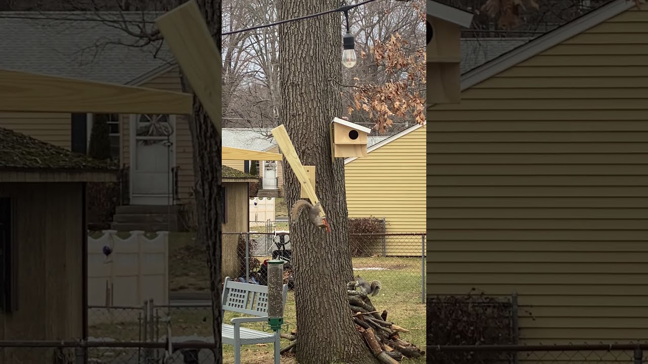 Squirrel spinner corncob in action