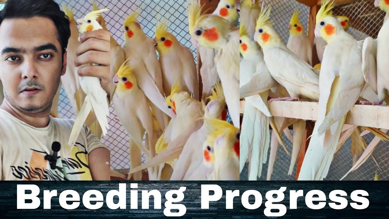 My Cockatiels Breeding Progress | Part 530 | Urdu Hindi Punjabi
